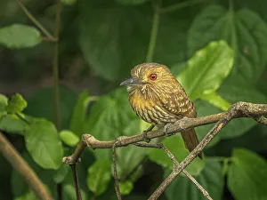 Tropical Bird Prints: White-whiskered Puffbird (Malacoptila panamensis), Orotino, Alajuela, Costa Rica
