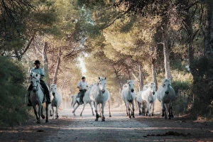 Aigues Mortes Gallery: White Wild Horses of Camargue, Aigues Mortes, Southern France