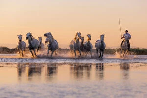 Aigues Mortes Gallery: White Wild Horses of Camargue running on water, Aigues Mortes, Southern France