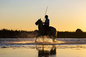 Images Dated 10th January 2019: White Wild Horses of Camargue running on water, Aigues Mortes, Southern France