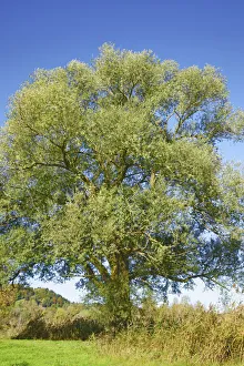 Schlehdorf Prints: White willow - Germany, Bavaria, Upper Bavaria, Bad Tolz-Wolfratshausen, Kochel