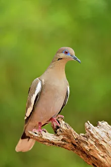 Gamebirds Prints: White-winged Dove (Zenaida asiatica), Rio Grande City, Texas, USA
