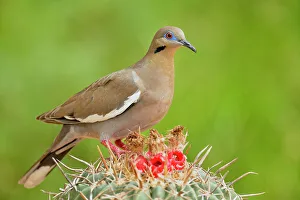 Gamebirds Prints: White-winged Dove (Zenaida asiatica), Rio Grande City, Texas, USA