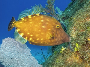 Tropical Fish Prints: Whitespotted Filefish (Cantherhines macrocerus)