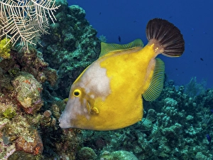 Tropical Fish Prints: Whitespotted Filefish (Cantherhines macrocerus)