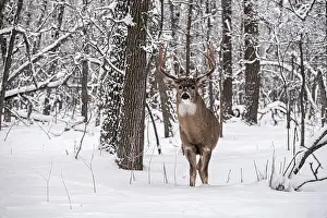 Ungulate Prints: Whitetail deer (Odocoileus virginianus) buck in winter