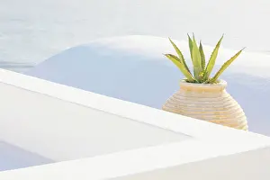 Cactus Prints: Whitewashed walls, large Greek urn and cactus