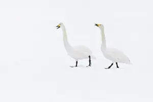 Pair Prints: Whooper Swan (Cygnus cygnus), adult pair vocalising, Hokkaido, Japan