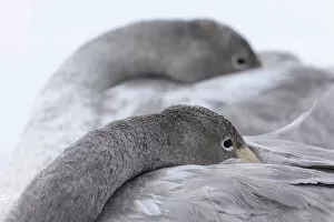 Images Dated 6th April 2021: Whooper Swan (Cygnus cygnus) close-up showing two roosting juveniles, Hokkaido, Japan