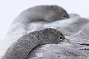 Pair Prints: Whooper Swan (Cygnus cygnus) close-up showing two roosting juveniles, Hokkaido, Japan