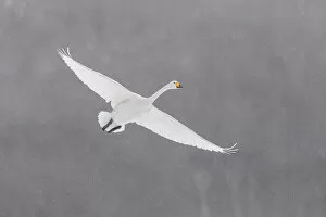 Images Dated 6th April 2021: Whooper Swan (Cygnus cygnus) in flight, Hokkaido, Japan