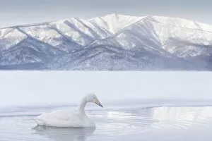 Images Dated 6th April 2021: Whooper Swan (Cygnus cygnus), Lake Kussharo, Hokkaido, Japan