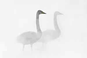 Images Dated 6th April 2021: Whooper Swan (Cygnus cygnus), pair in geothermally heated pool, Lake Kussharo, Hokkaido