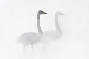 Pair Prints: Whooper Swan (Cygnus cygnus), pair in geothermally heated pool, Lake Kussharo, Hokkaido