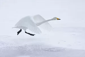 Images Dated 6th April 2021: Whooper Swan (Cygnus cygnus), taking on from frozen Lake Kussharo, Hokkaido, Japan
