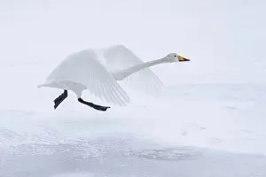 Pair Prints: Whooper Swan (Cygnus cygnus), taking on from frozen Lake Kussharo, Hokkaido, Japan