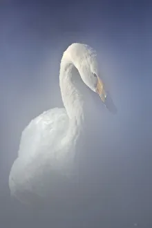 A whooper swan emerges from the steam of the hot springs in Lake Kussharo shores A whooper swan emerges from the steam of the hot springs in Lake Kussharo shores