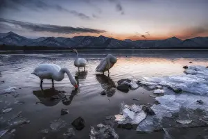Swans Prints: Whooper swan, Kotan onsen, east coast of Lake Kussharo, Eastern Hokkaido, Japan