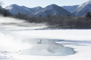 Pair Prints: Whooper Swans (Cygnus cygnus), group in geothermally heated opening in Lake Kussharo