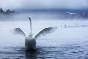 Images Dated 12th December 2017: Whooper swans in Lake Kussharo, Hokkaido, Japan