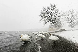 Stunning Gallery: Whooper swans in snowstorm, Lake Kussharo shores, Hokkaido