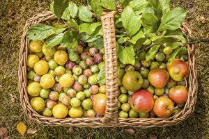 Harvest Gallery: Wicker basket with collected mirabelle plums and apples, Niedernhausen, Taunus, Hesse