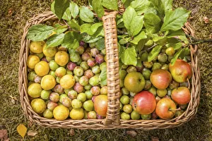 Harvest Gallery: Wicker basket with collected mirabelle plums and apples, Niedernhausen, Taunus, Hesse