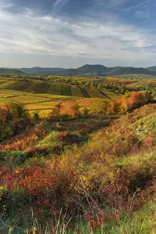 Images Dated 3rd June 2021: Wide view over beautiful colored vineyards in autumn, Landau, Southern Wine route, South Palatine