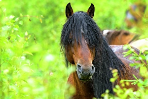 Mane Prints: Widl horse in the trees in Alberta, Canada