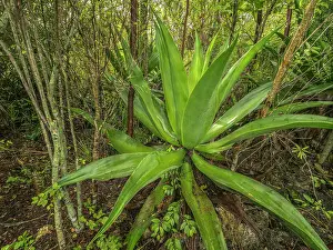 Rainy Season Prints: Wild Agave (Agave caymanensis) in forest habitat on Grand Cayman