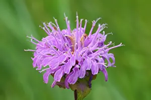 Winnipeg Prints: Wild bergamot (Monarda fistulosa) flowers Winnipeg, Manitoba, Canada