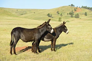 Images Dated 29th May 2013: Wild Burro, Custer State Park, Custer County, Black Hills, Western South Dakota, USA