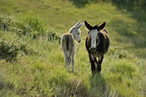 Images Dated 29th May 2013: Wild Burro, Custer State Park, Custer County, Black Hills, Western South Dakota, USA