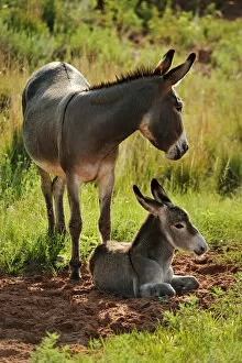 Images Dated 29th May 2013: Wild Burro, Custer State Park, Custer County, Black Hills, Western South Dakota, USA