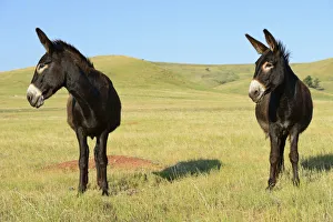Images Dated 29th May 2013: Wild Burro, Custer State Park, Custer County, Black Hills, Western South Dakota, USA