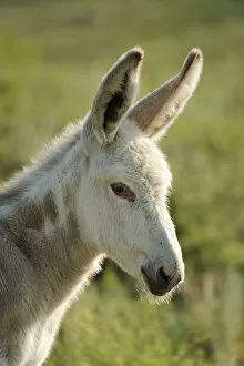 Images Dated 29th May 2013: Wild Burro, Custer State Park, Custer County, Black Hills, Western South Dakota, USA
