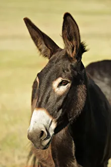 Images Dated 29th May 2013: Wild Burro, Custer State Park, Custer County, Black Hills, Western South Dakota, USA