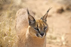Images Dated 12th October 2017: Wild caracal, Namibia