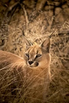 Images Dated 12th October 2017: Wild caracal, Namibia