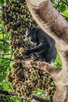 Monkey Prints: Wild chimp eating figs in kibale forest national park, Uganda