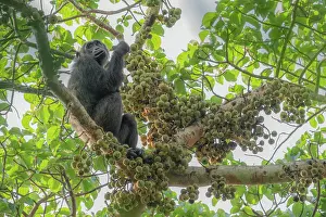 Wild chimp eating figs in kibale forest national park, Uganda