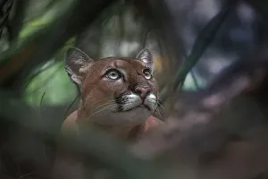 Corcovado Prints: A wild cougar in Corcovado National Park, Costa Rica