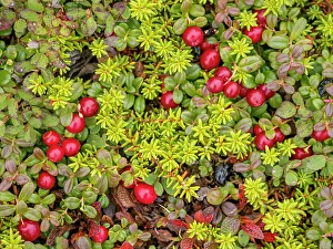Mosses Prints: Wild Cranberries on the tundra in Nunavik, Quebec, Canada