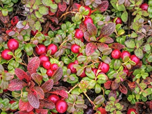 Mosses Prints: Wild Cranberries on the tundra in Nunavik, Quebec, Canada
