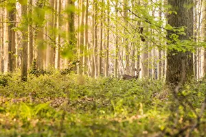 Wild Animals Gallery: wild deer into the Halle Forest, Halle, Bruxelles, Flemish Brabant, Flanders, Belgium