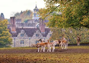 Country House Prints: Wild deer herd during rutting season with Knole country house in the background