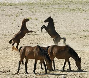 Wild desert-dwelling horses at the Garub Pan