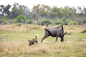 African Wild Dog Gallery: Wild dog hunt, Okavango Delta, Botswana