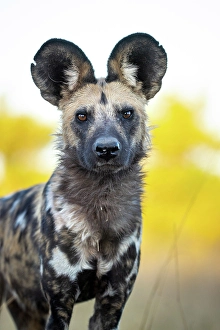 Botswana Prints: Wild Dog portrait, Okavango Delta, Botswana