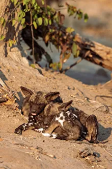 Puppies Prints: Wild Dog puppies, Okavango Delta, Botswana